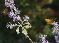 Himalayan Butterfly Bush